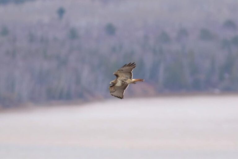 Hawk Ridge Quebec NEW Spring Public Programs 2026! : Hawk Ridge Bird Observatory